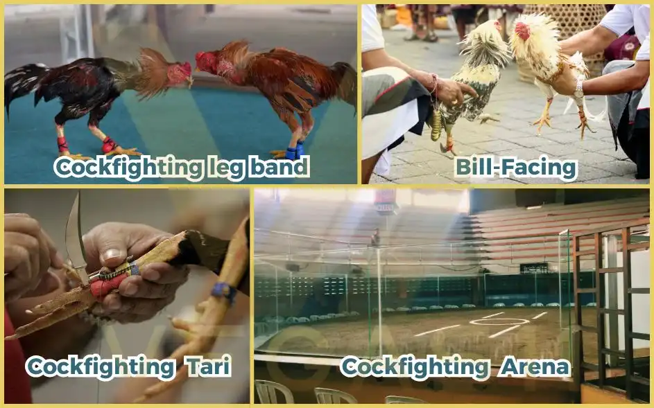 Cockfighting Game Exhibit Cockfighting Game Exhibit