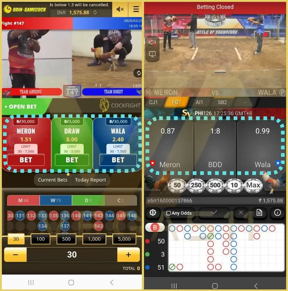 Cockfighting betting Cockfighting betting