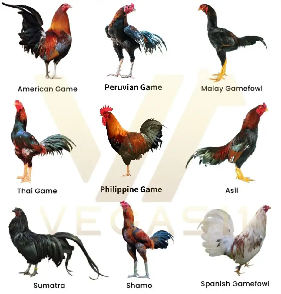 Gamefowl Breeds Gamefowl Breeds