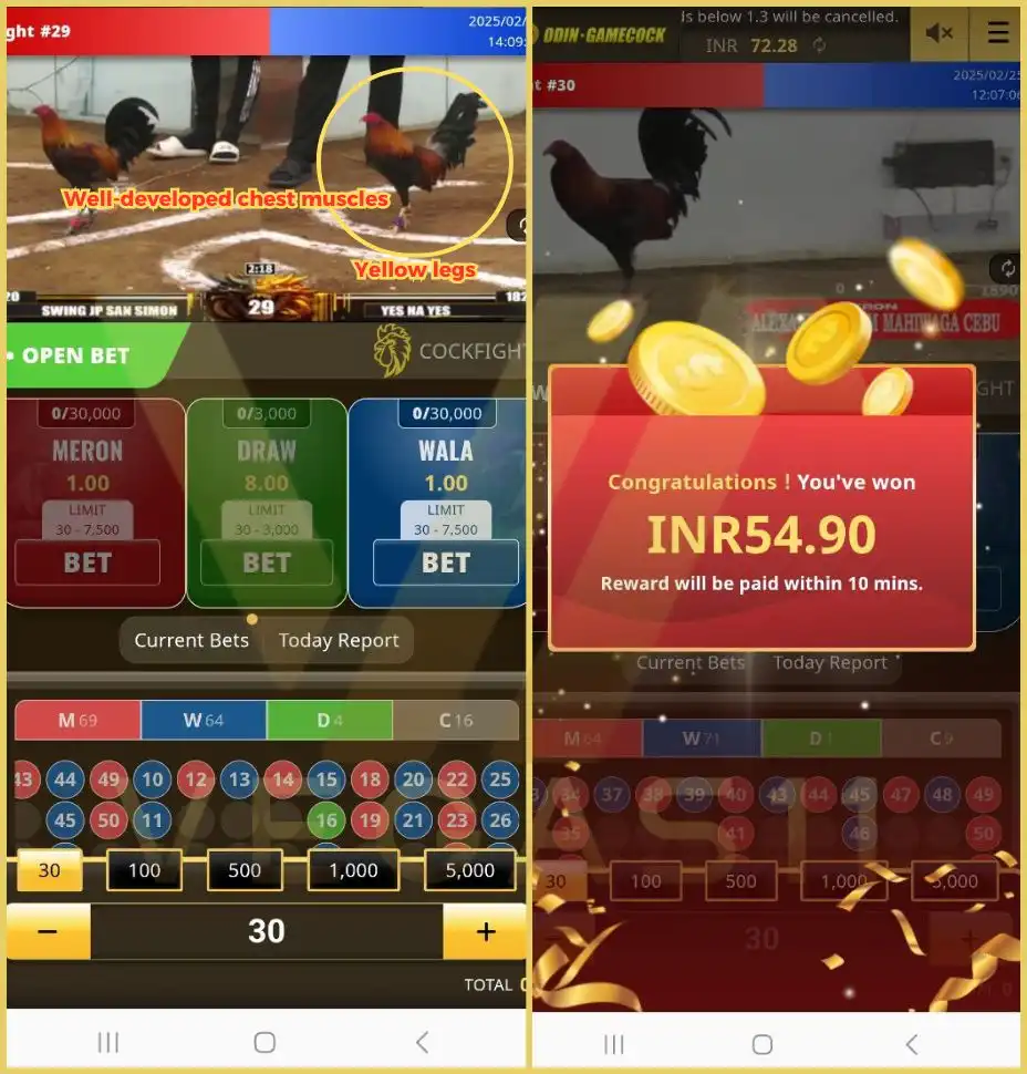 Rooster’s Condition 1 Rooster’s Condition 1